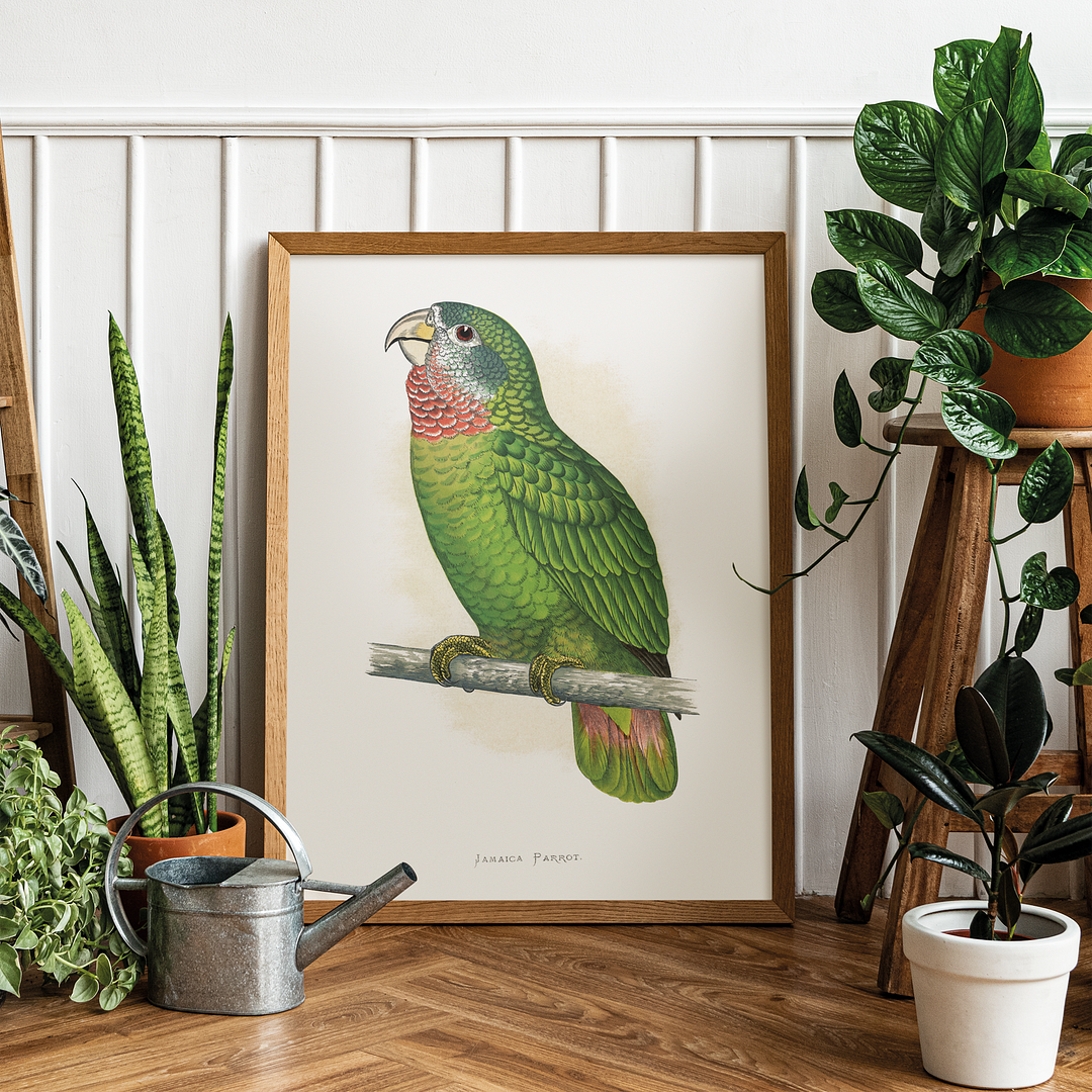 Jamaica Parrot - Art Print