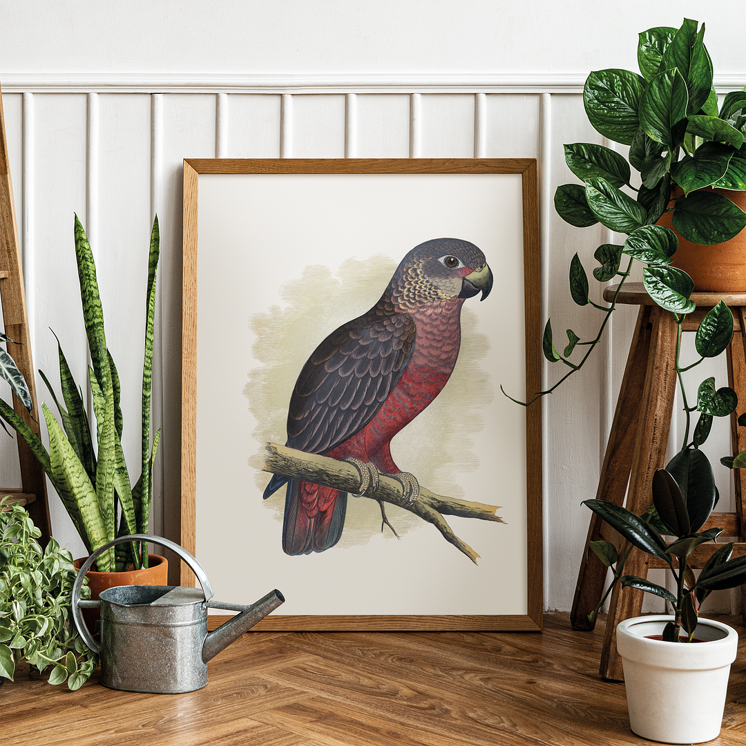 Dusky or Violet Parrot - Art Print