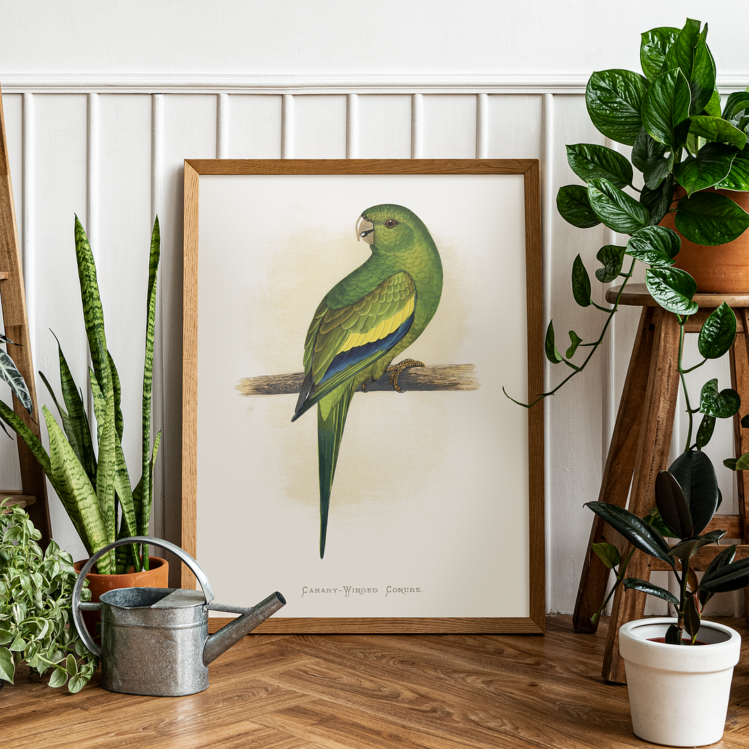 Canary-Winged Conure - Art Print