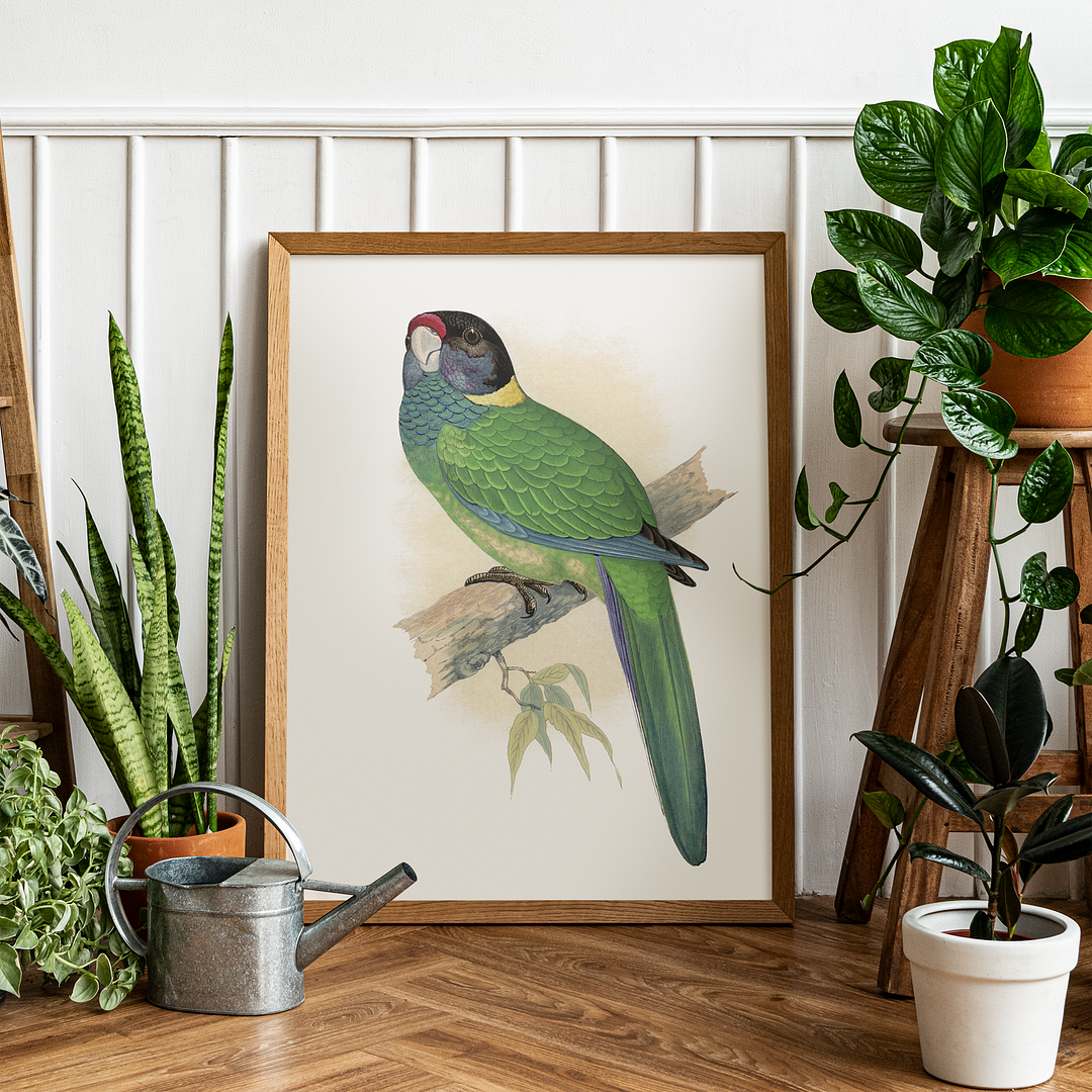 Yellow-Naped Parrakeet - Art Print