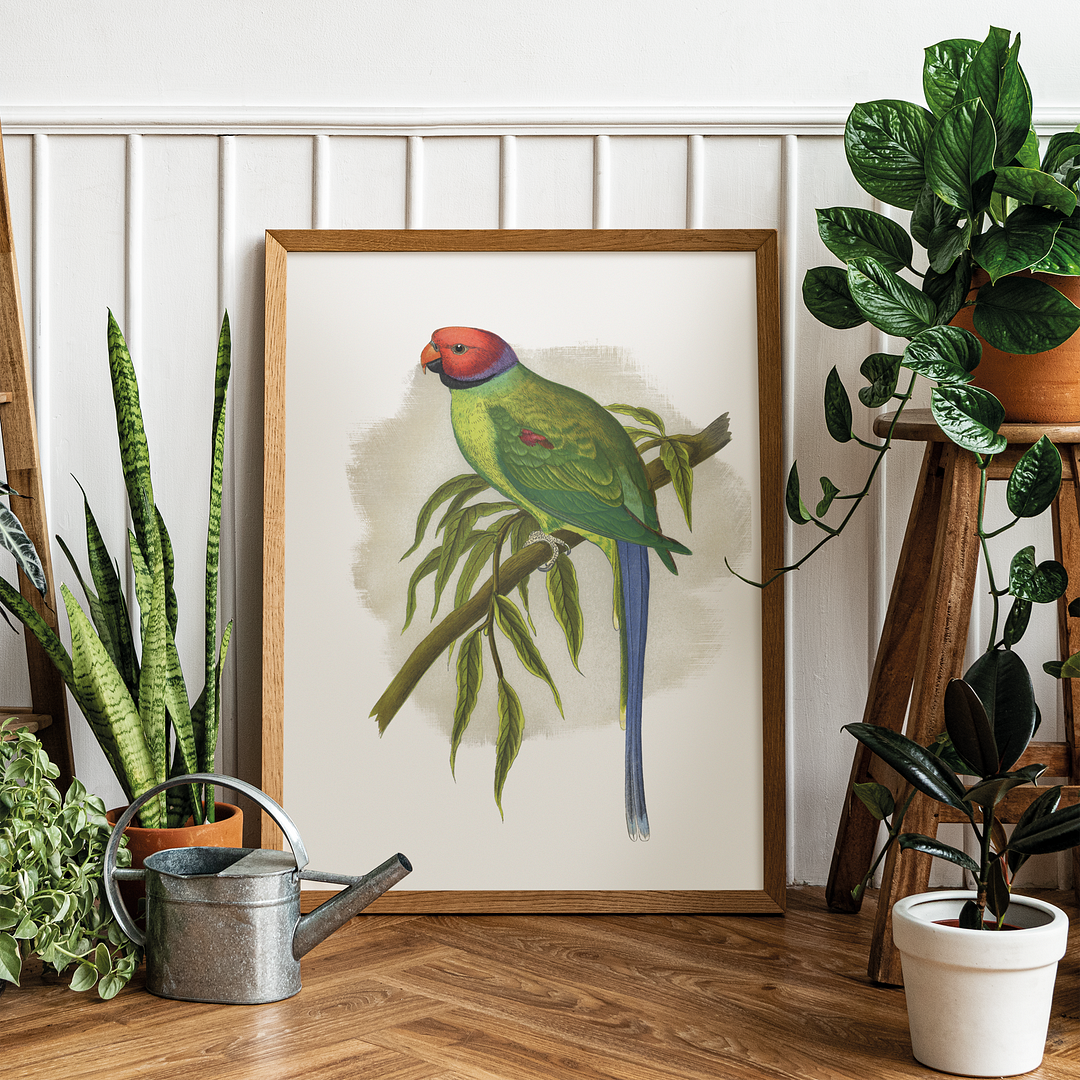 Blossom-Headed Parrakeet - Art Print