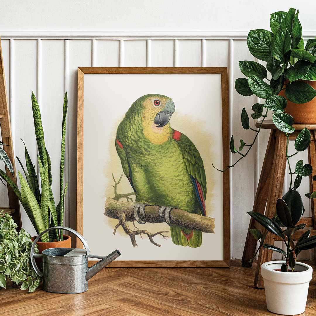 Blue-Fronted Amazon - Art Print