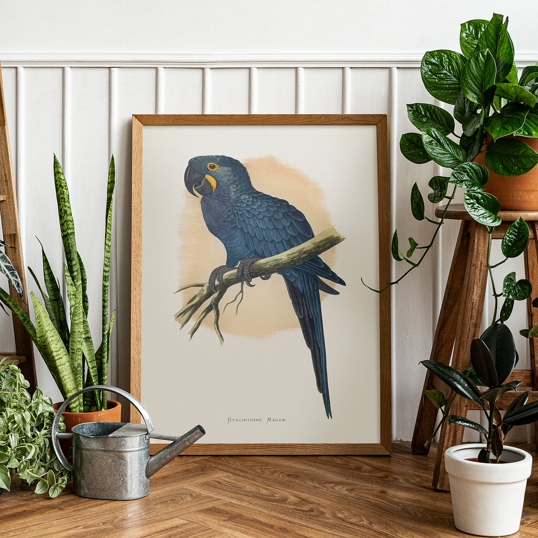 Hyacinthine Macaw - Art Print