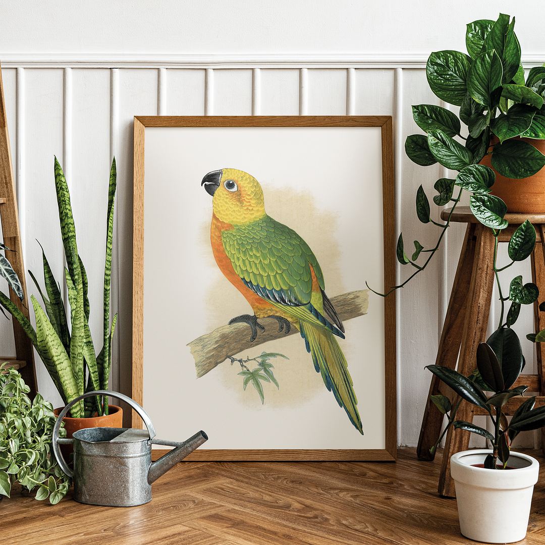 Jendaya Conure - Art Print