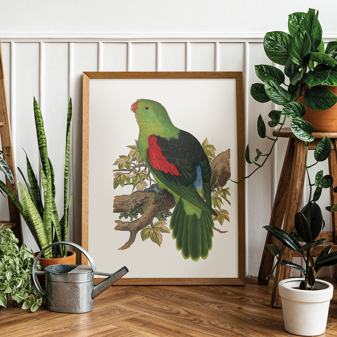 Red-winged parakeet - Art Print