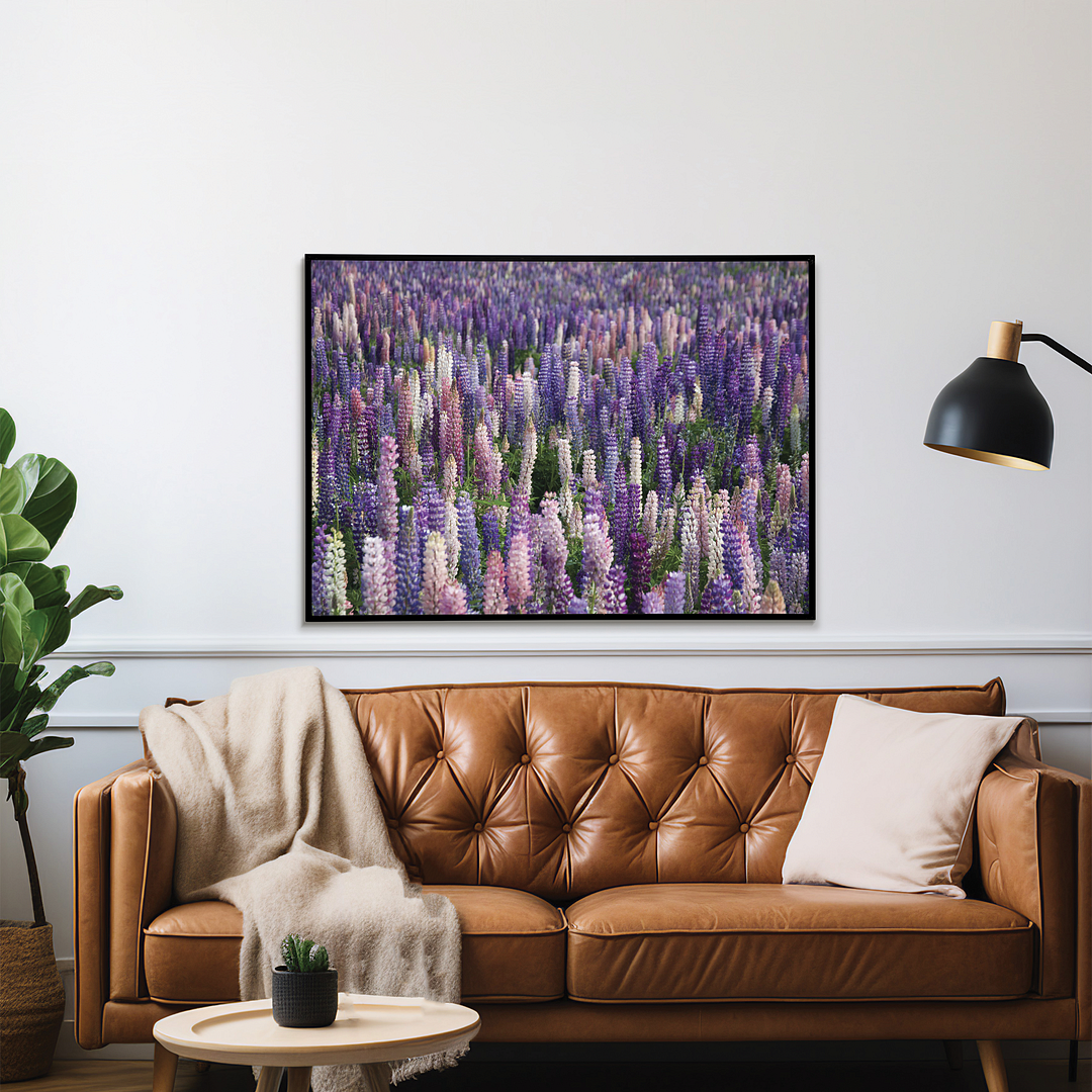 A field with lupine flowers - Art Print