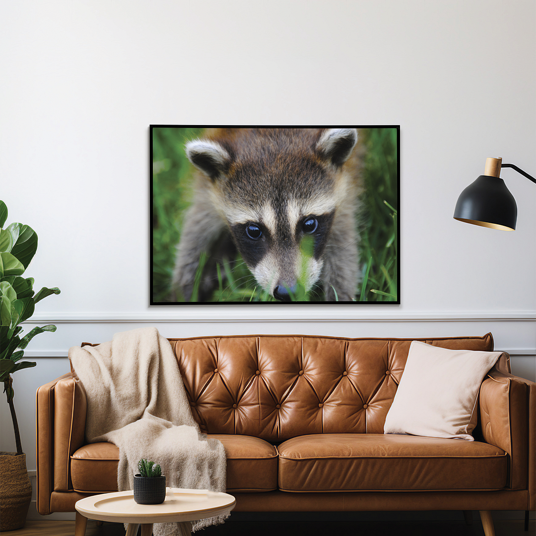 A close-up of a raccoon - Art Print