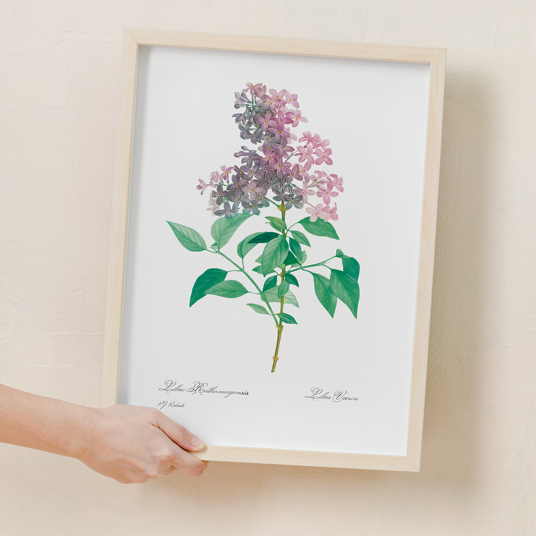Persian lilac By Pierre-Joseph Redouté - Art Print