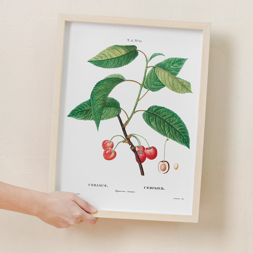 Cherry By Pierre-Joseph Redouté - Art Print