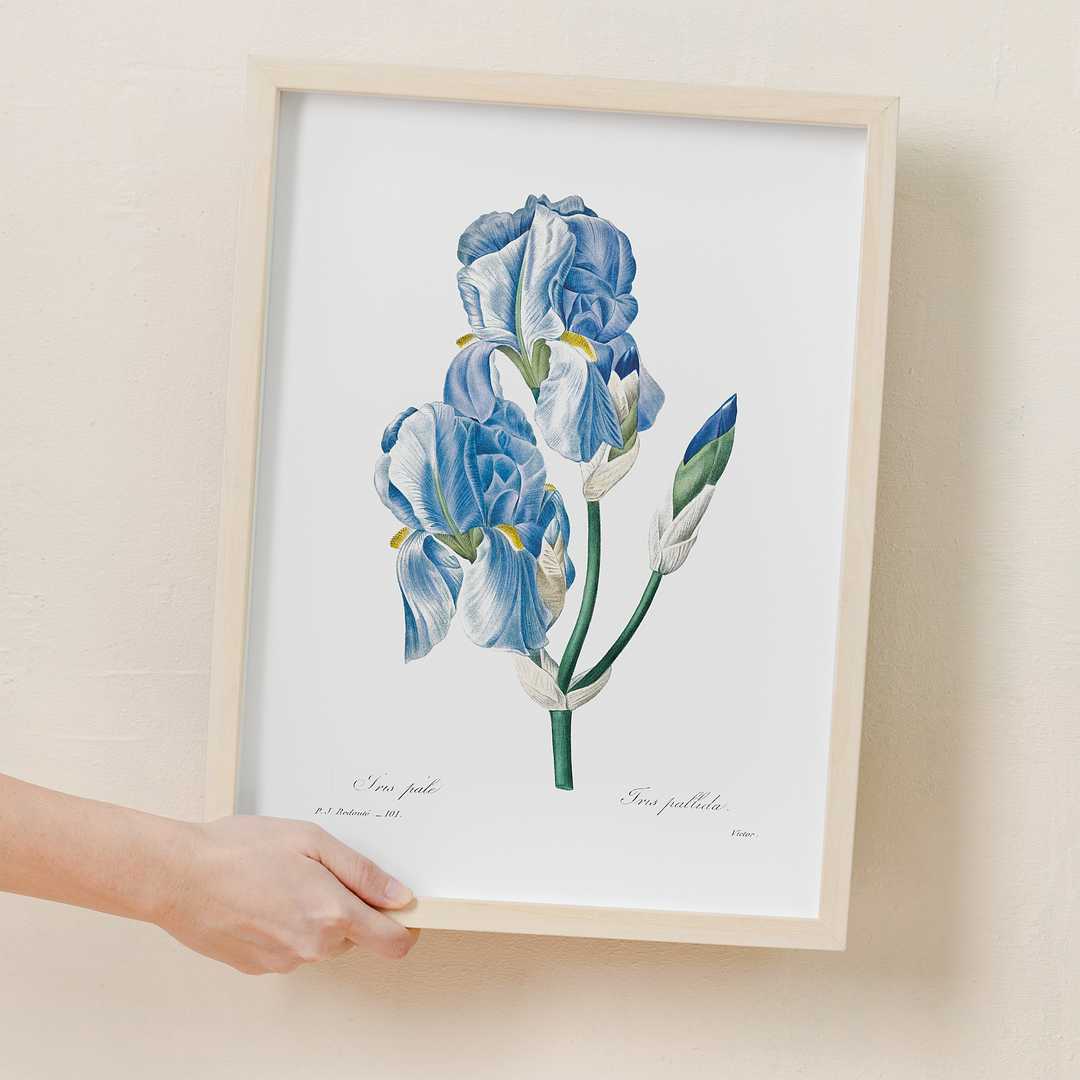 Iris Pallida By Pierre-Joseph Redouté - Art Print