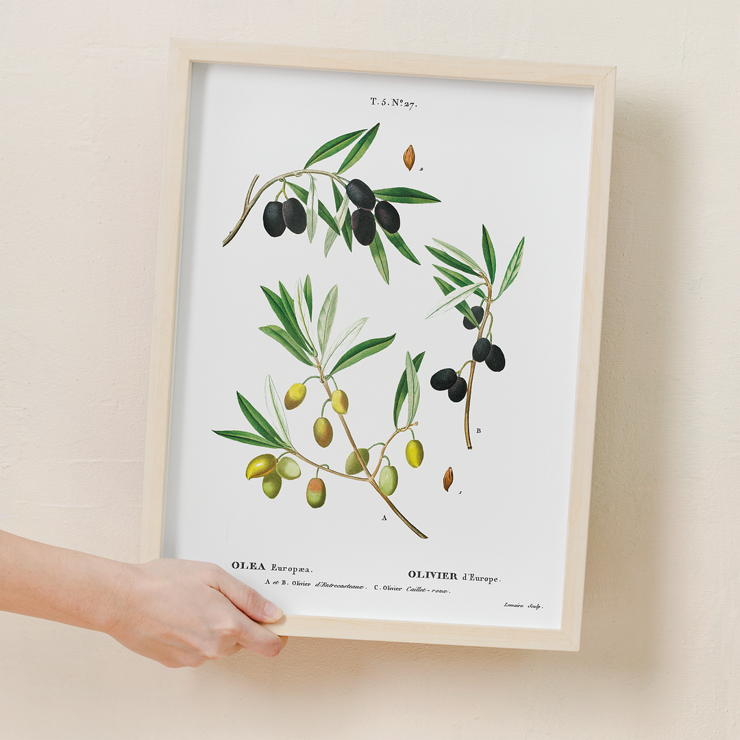 Olive II By Pierre-Joseph Redouté - Art Print