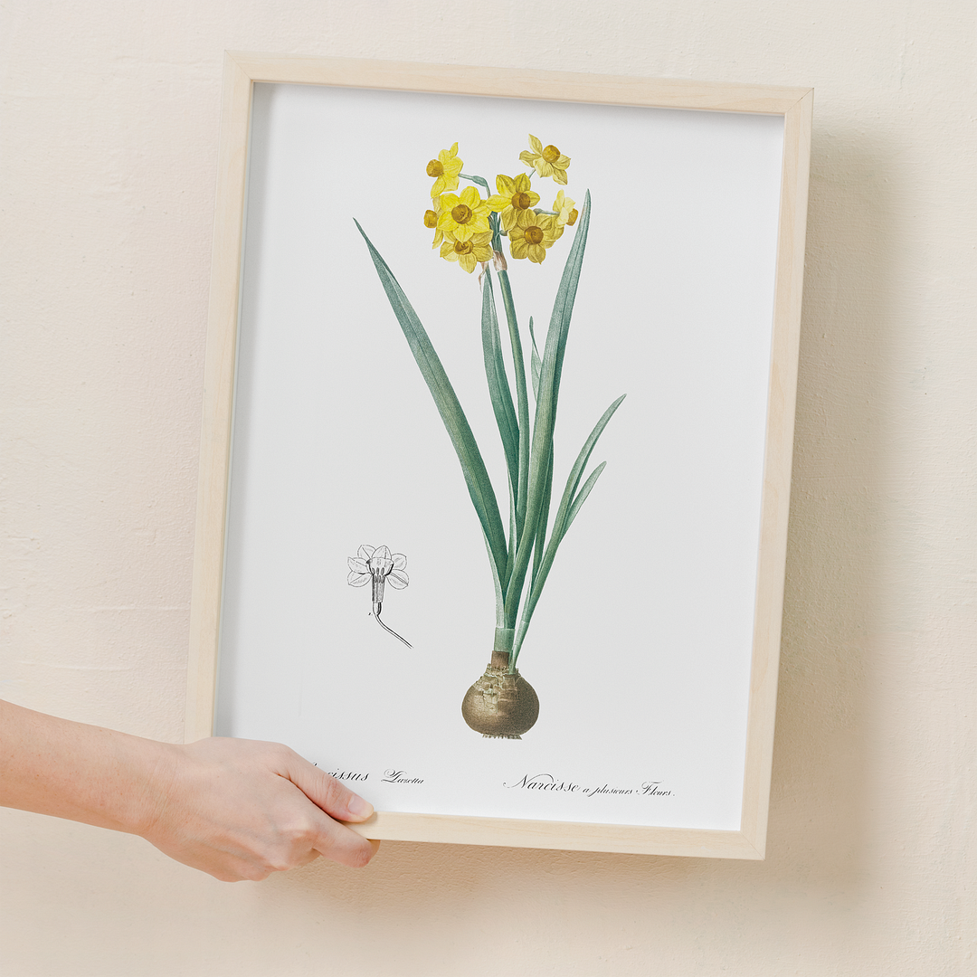 Daffodil By Pierre-Joseph Redouté - Art Print