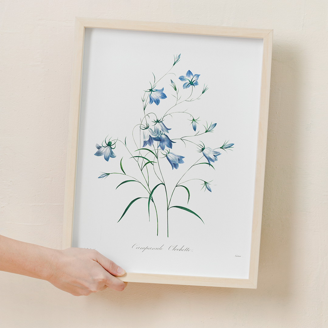 Campanule By Pierre-Joseph Redouté - Art Print