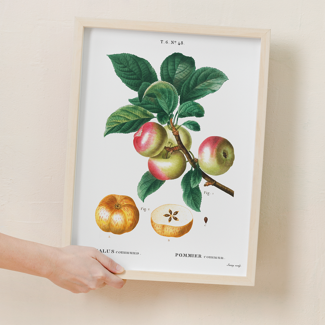 Apple By Pierre-Joseph Redouté - Art Print