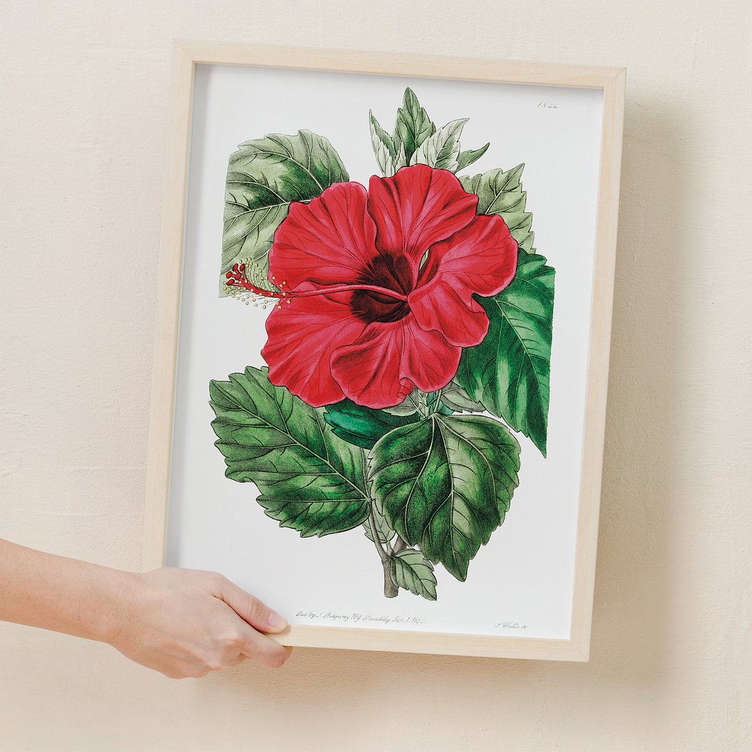 Single-flowered Chinese rose mallow - Art Print