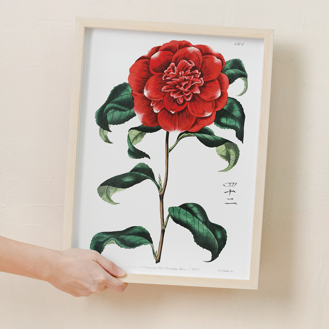 Mr. Reeves's crimson camellia - Art Print