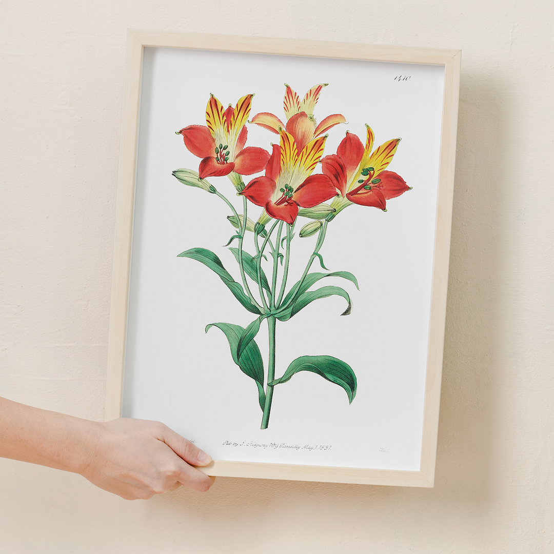 red speckled-flowered Alstromeria - Art Print
