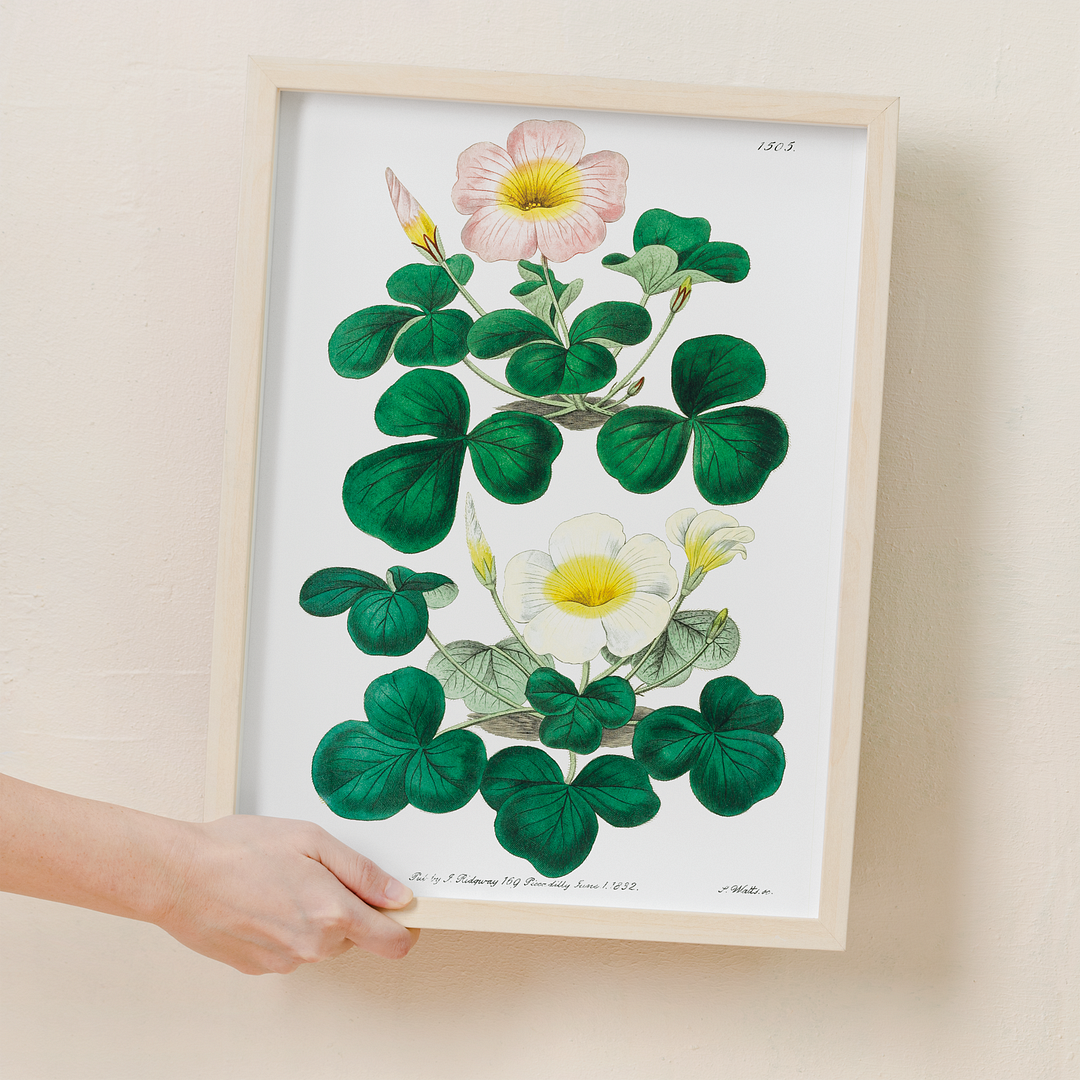 Variable oxalis - Art Print