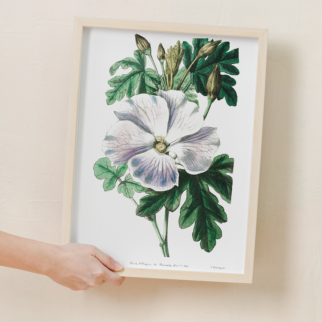 Mrs. Wray's hibiscus - Art Print