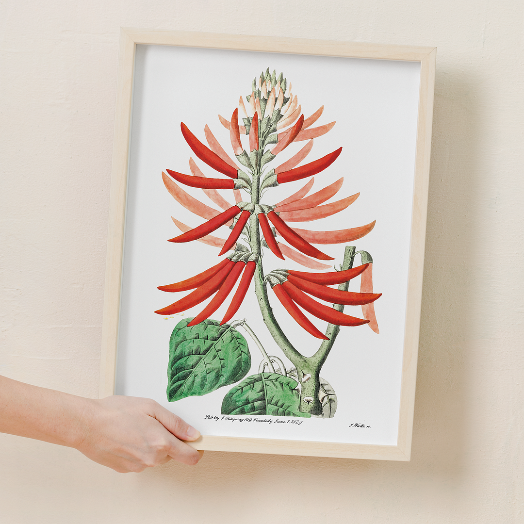 Naked-flowering Erythrina - Art Print