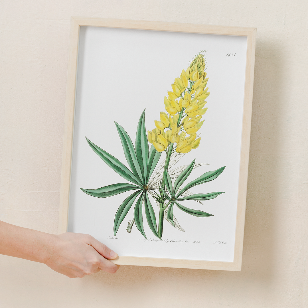 Yellow perennial lupine - Art Print