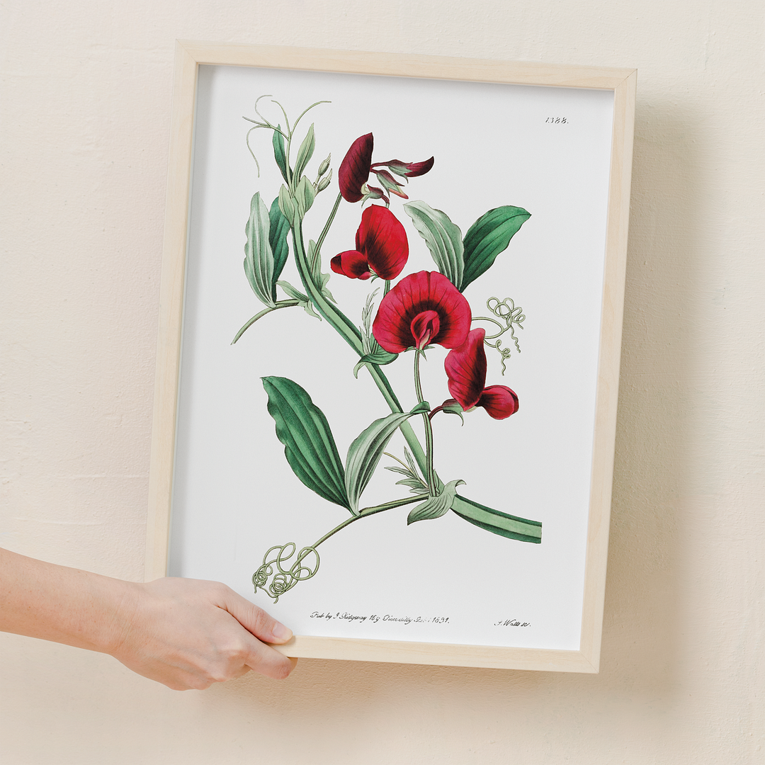 The tangier pea - Art Print