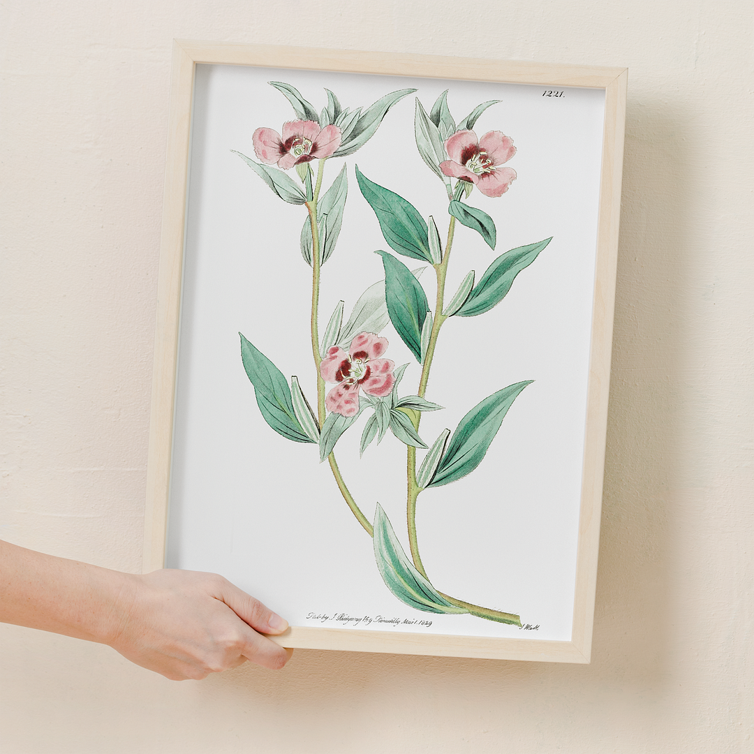 Long Branched Enothera - Art Print