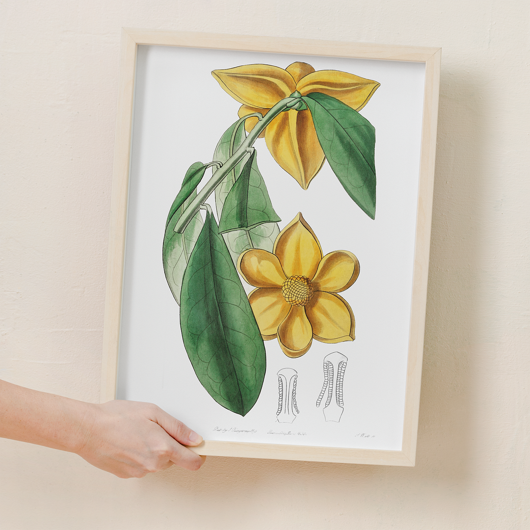 Laurel-leaved custard apple - Art Print