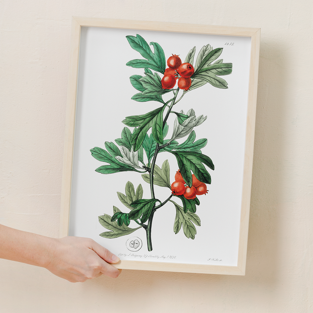 orocco hawthorn - Art Print