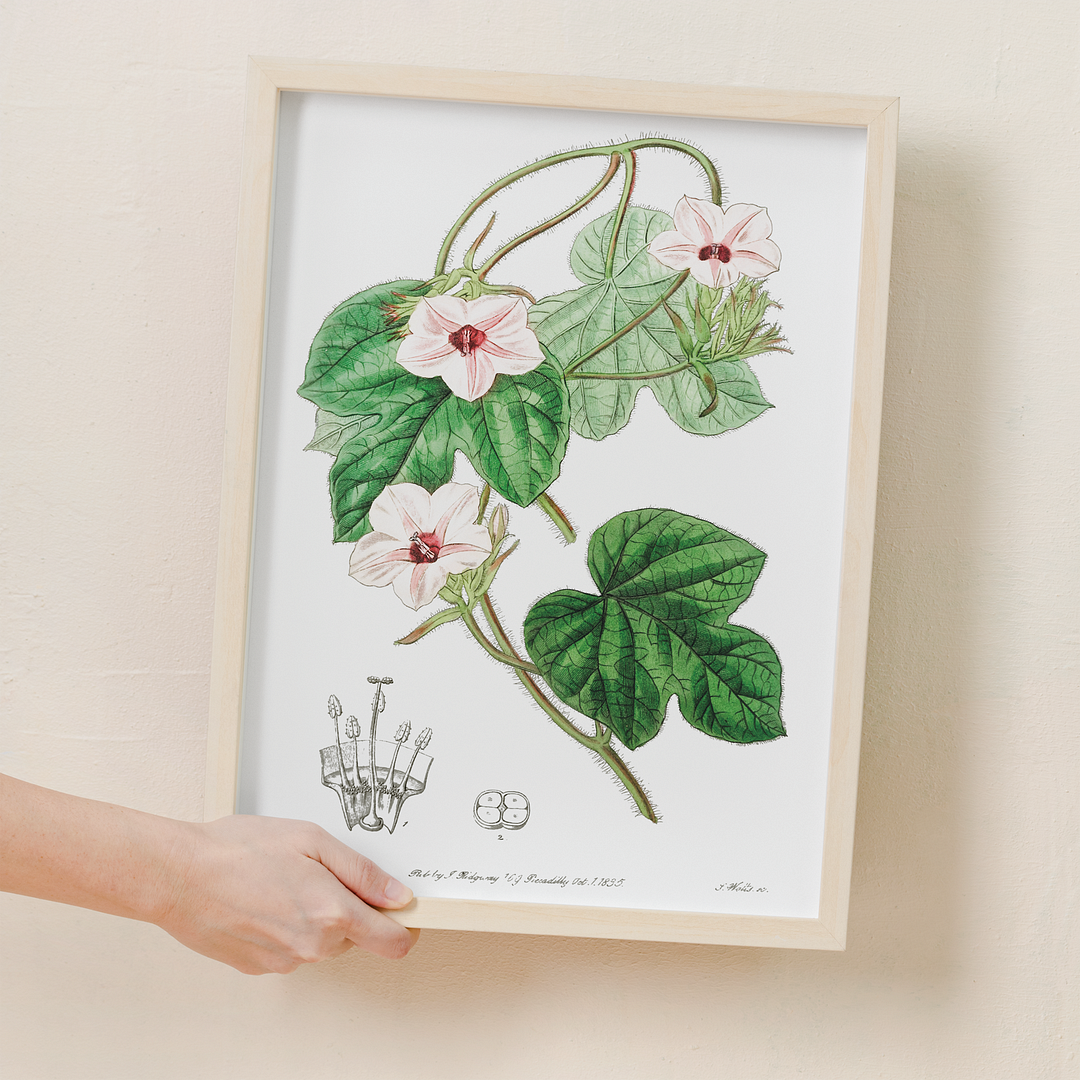 Mr.Aiton's ipomoea - Art Print