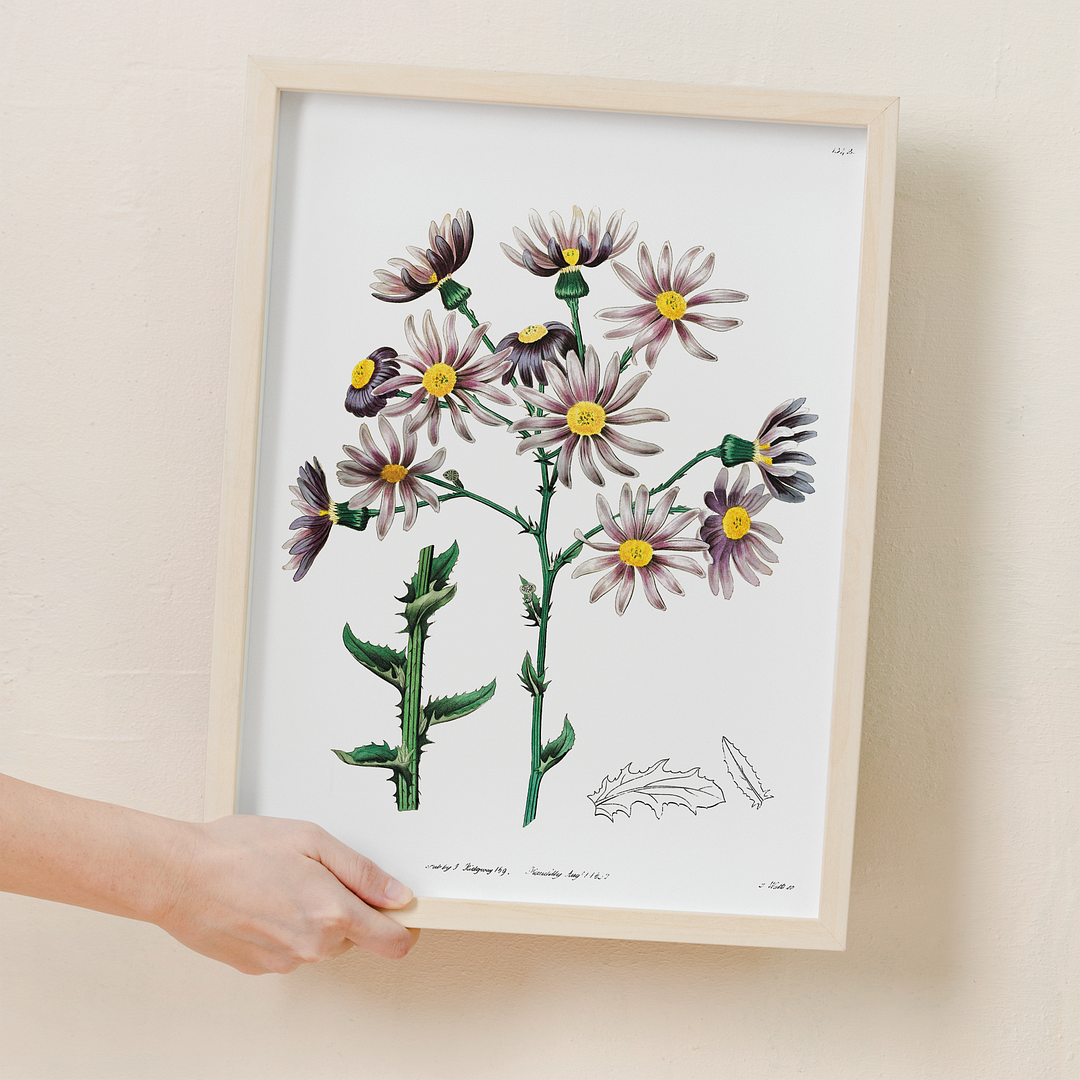 Lilac senecio - Art Print