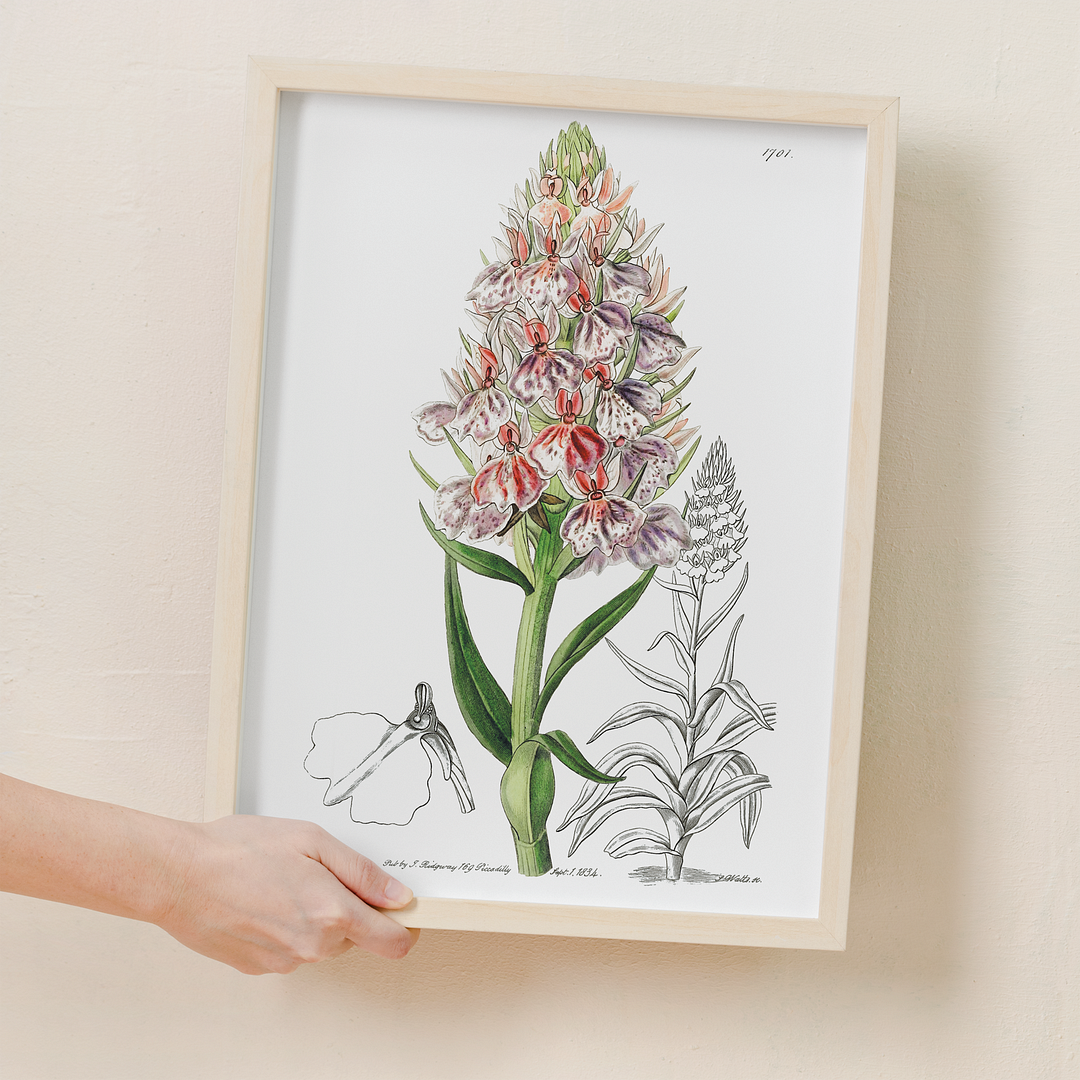 Leafy spiked orchis - Art Print