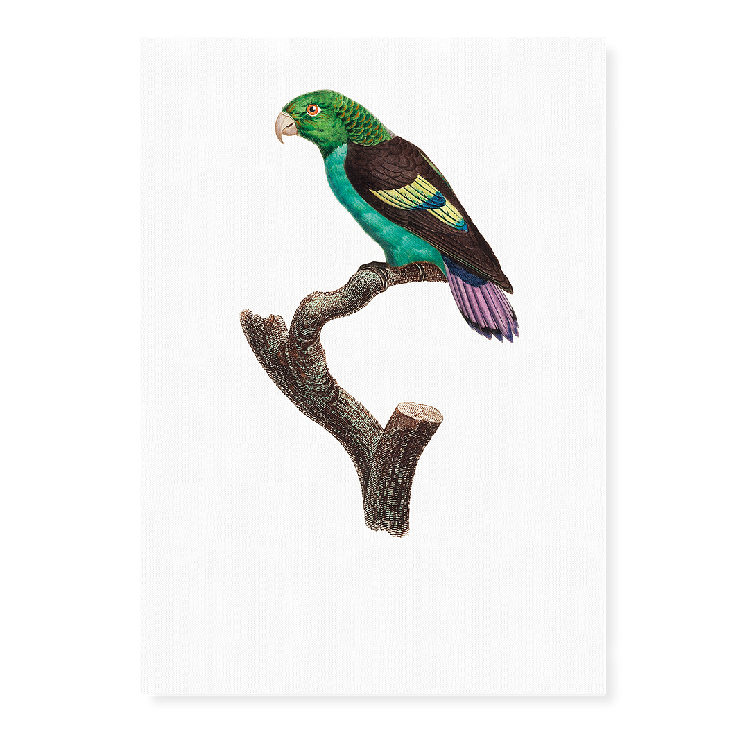 Black-winged Parakeet - Art Print