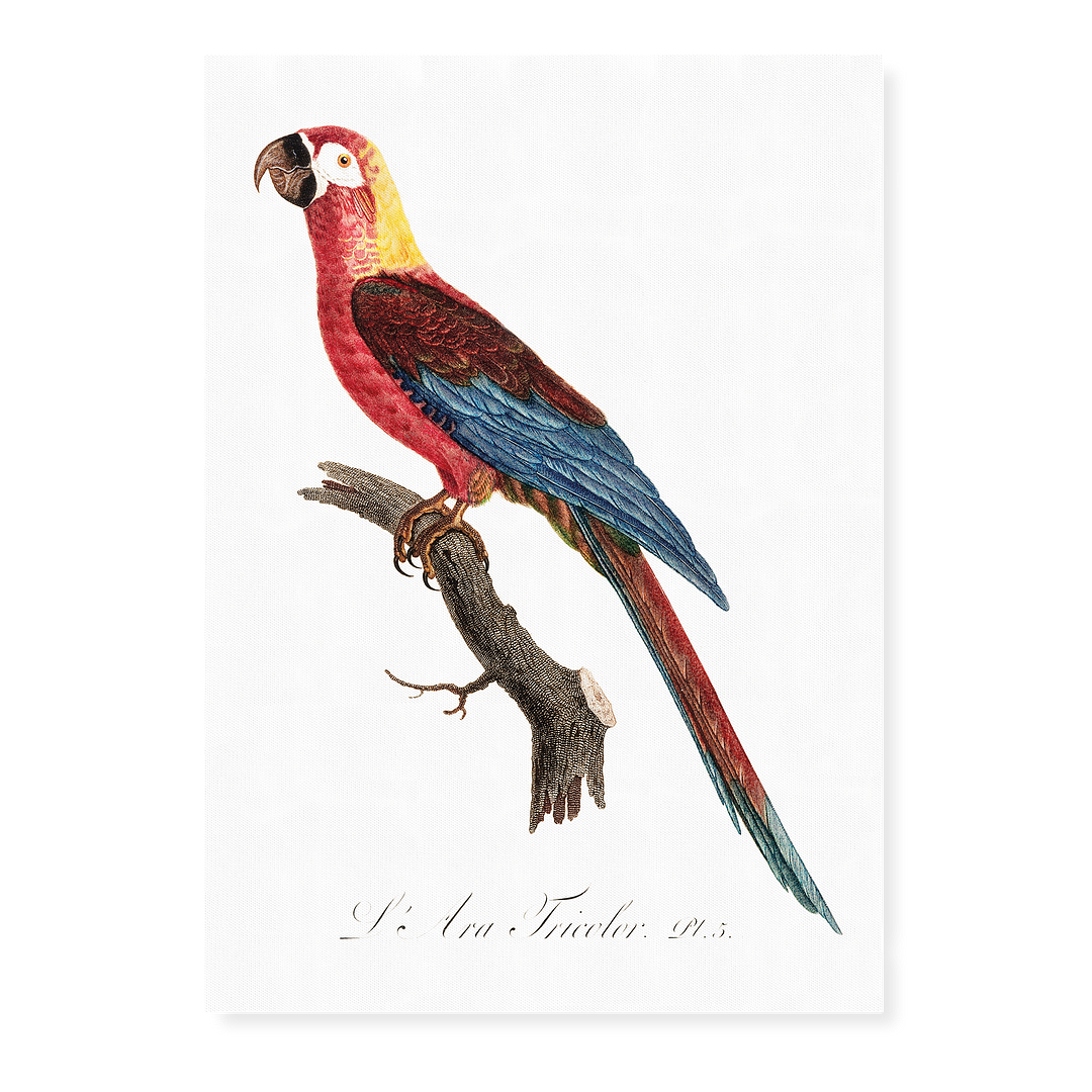 Cuban Macaw, Ara tricolor - Art Print