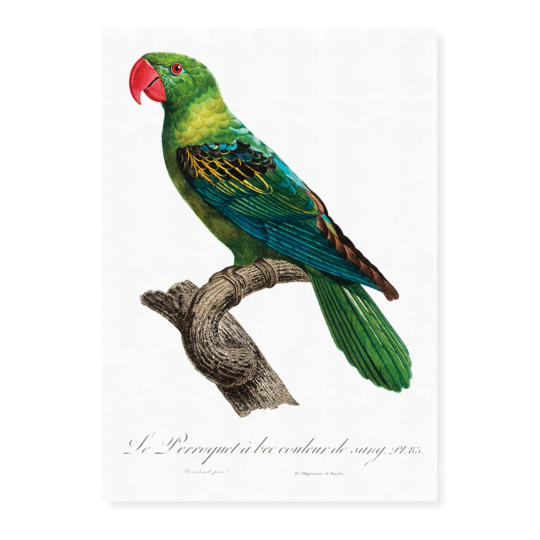 Great-Billed Parrot, Tanygnathus megalorynchos - Art Print