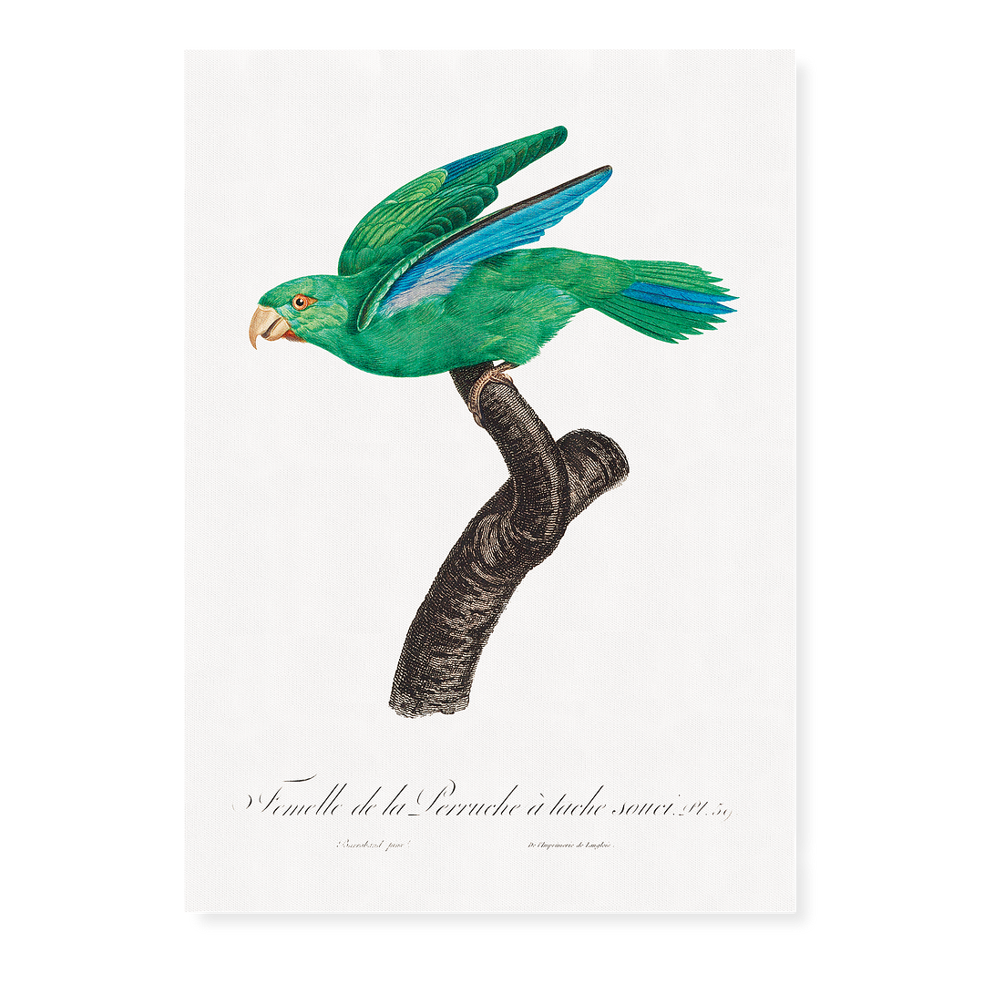 Marigold Parakeet, Female - Art Print