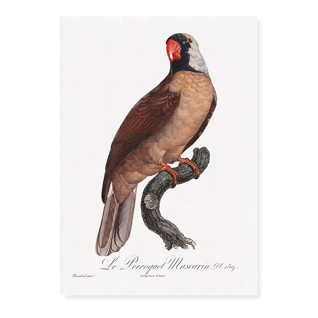 Mascarine Parrot - Art Print
