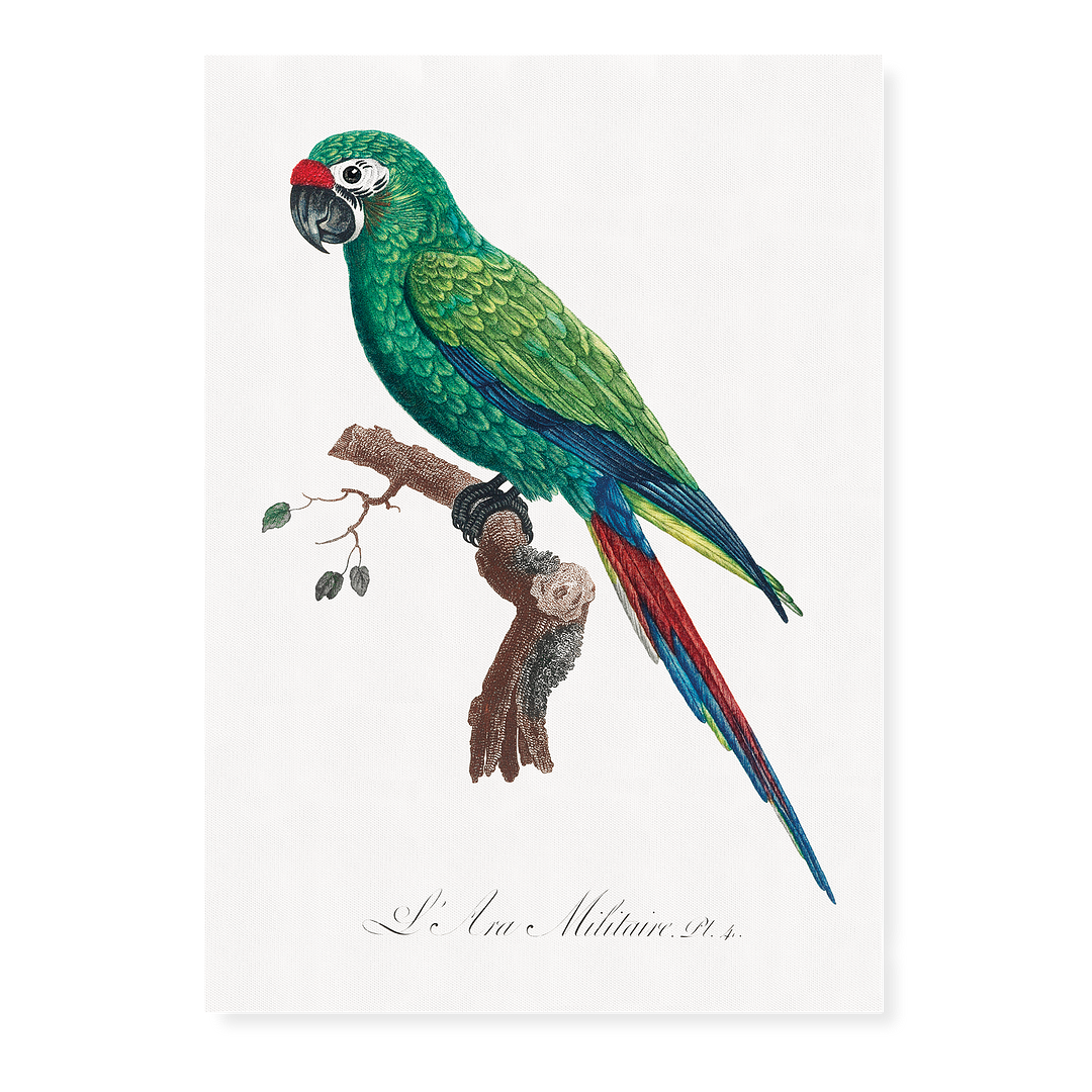 Military Macaw, Ara militaris - Art Print