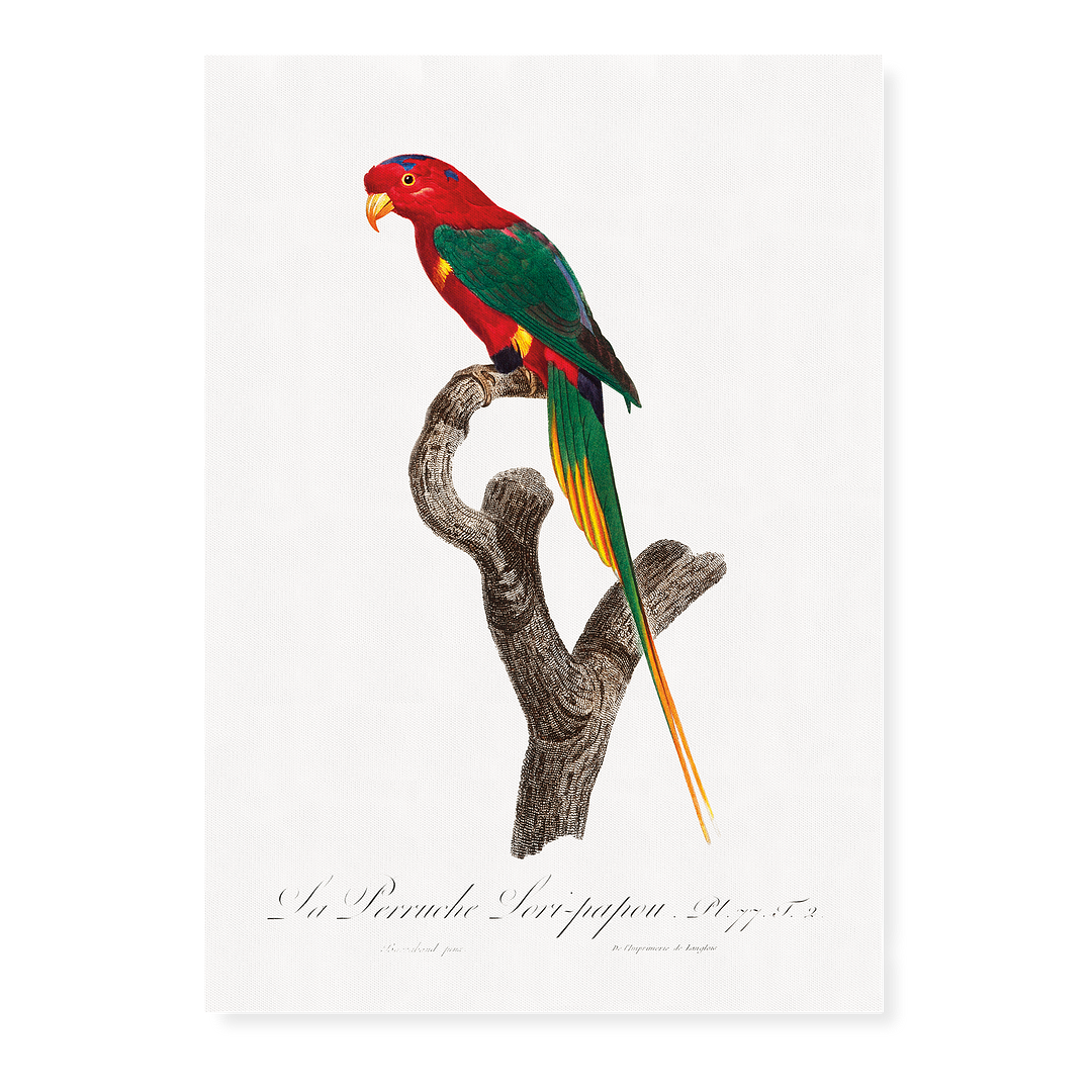 Papuan Lorikeet - Art Print