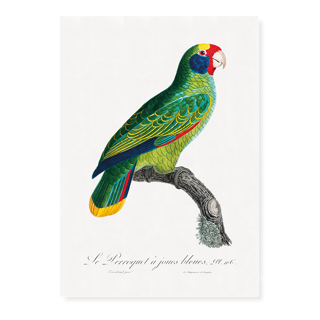 Red-and-Blue Amazon, Amazona caeruleocephala - Art Print