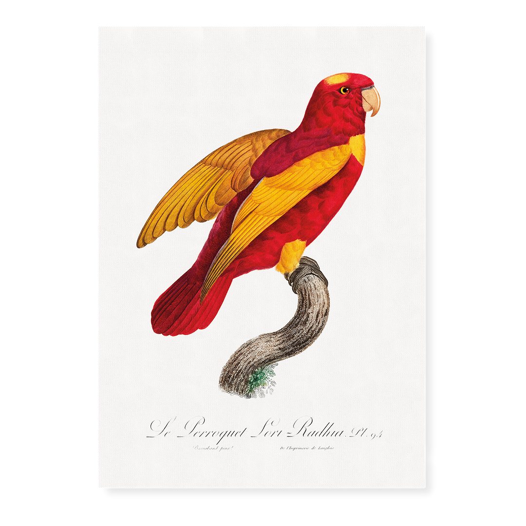 Red-and-Gold Lory, Lorius rex - Art Print