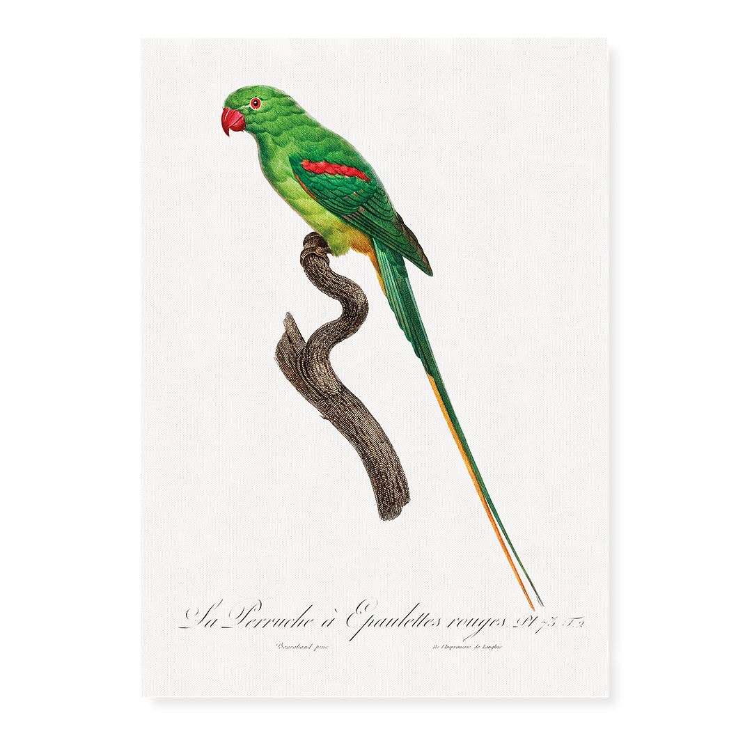 The Alexandrine Parakeet - Art Print