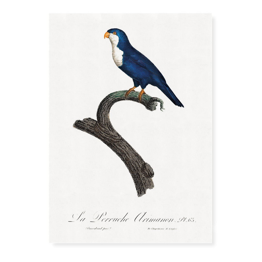 The Arimanon Parakeet - Art Print