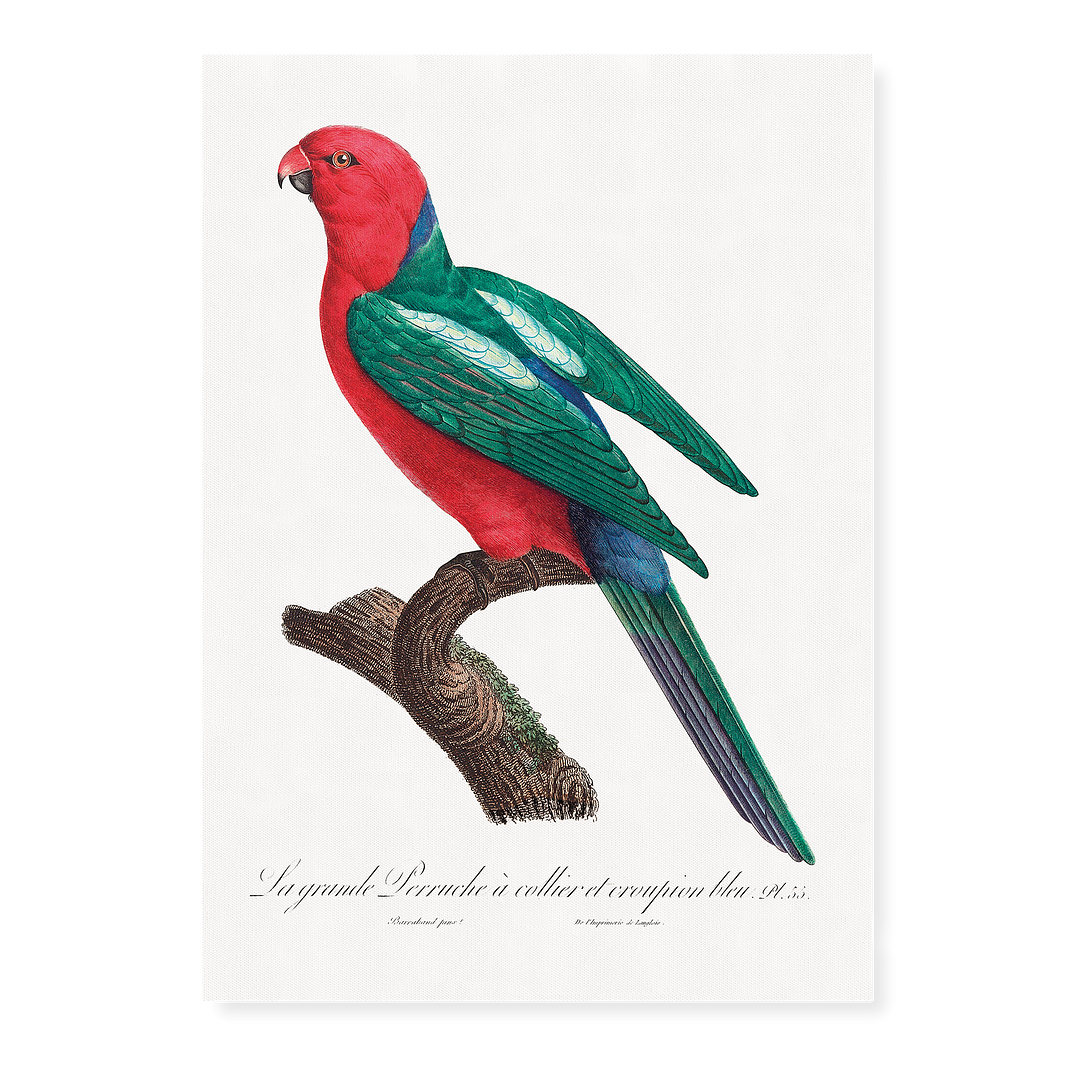 The Australian king parrot, Alisterus scapularis - Art Print