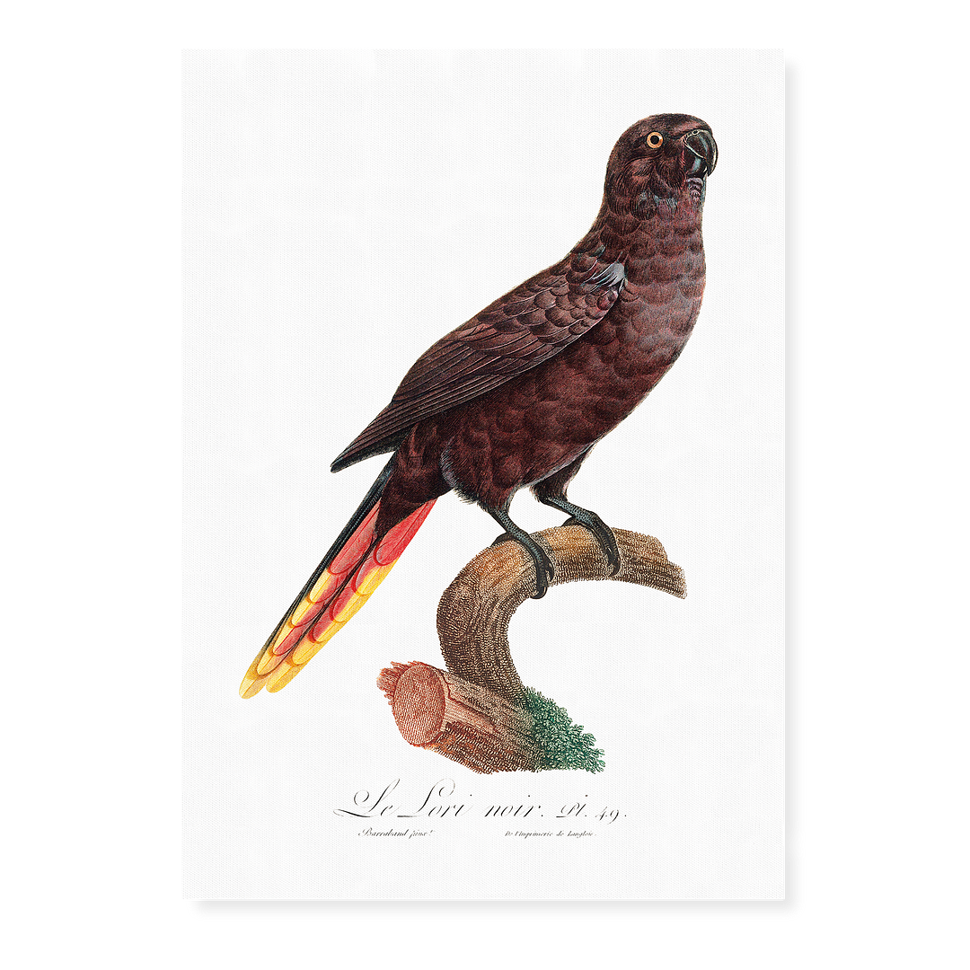 The Black Lory, Chalcopsitta atra - Art Print