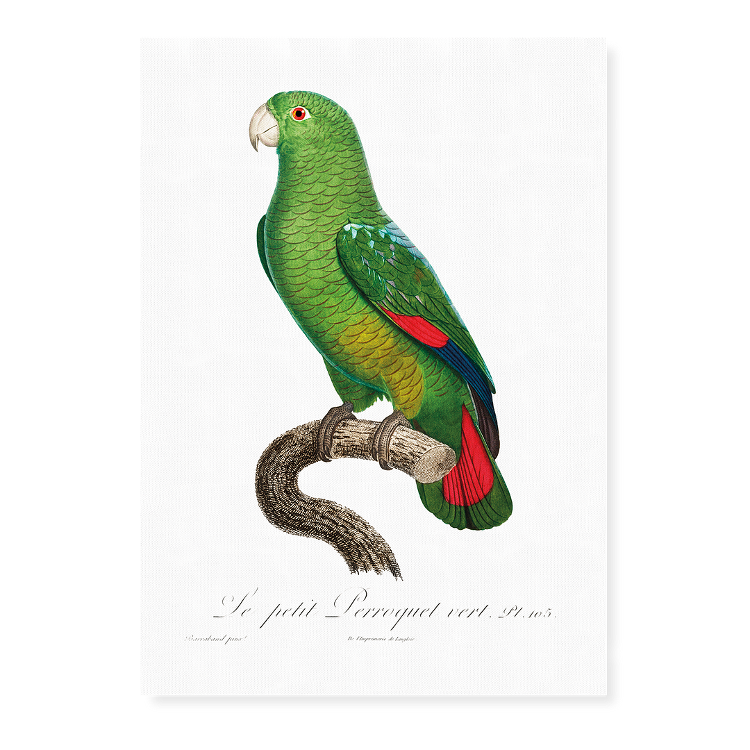 The Black-Billed Amazon, Amazona agilis - Art Print