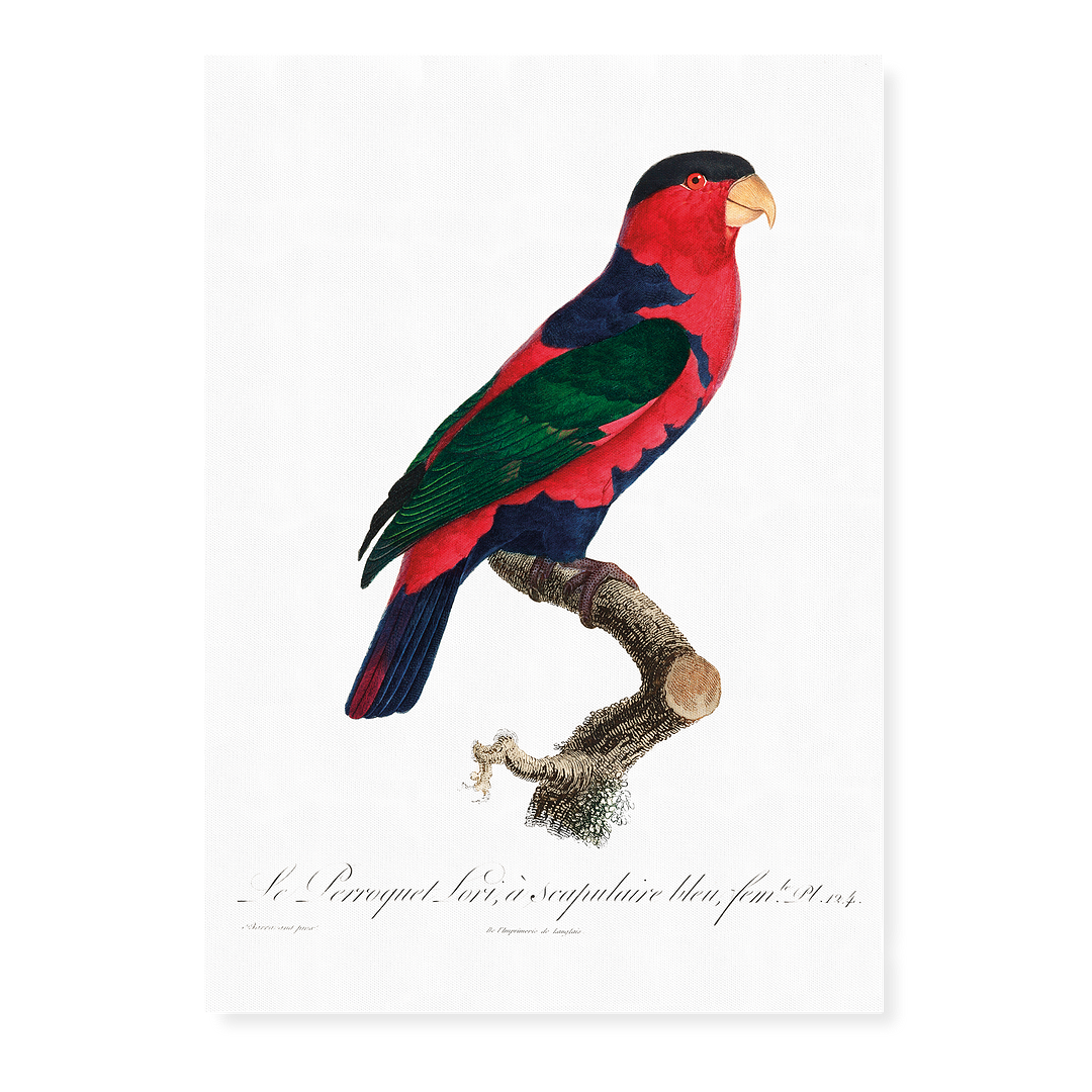 The Black-Capped Lory Lorius lory I - Art Print