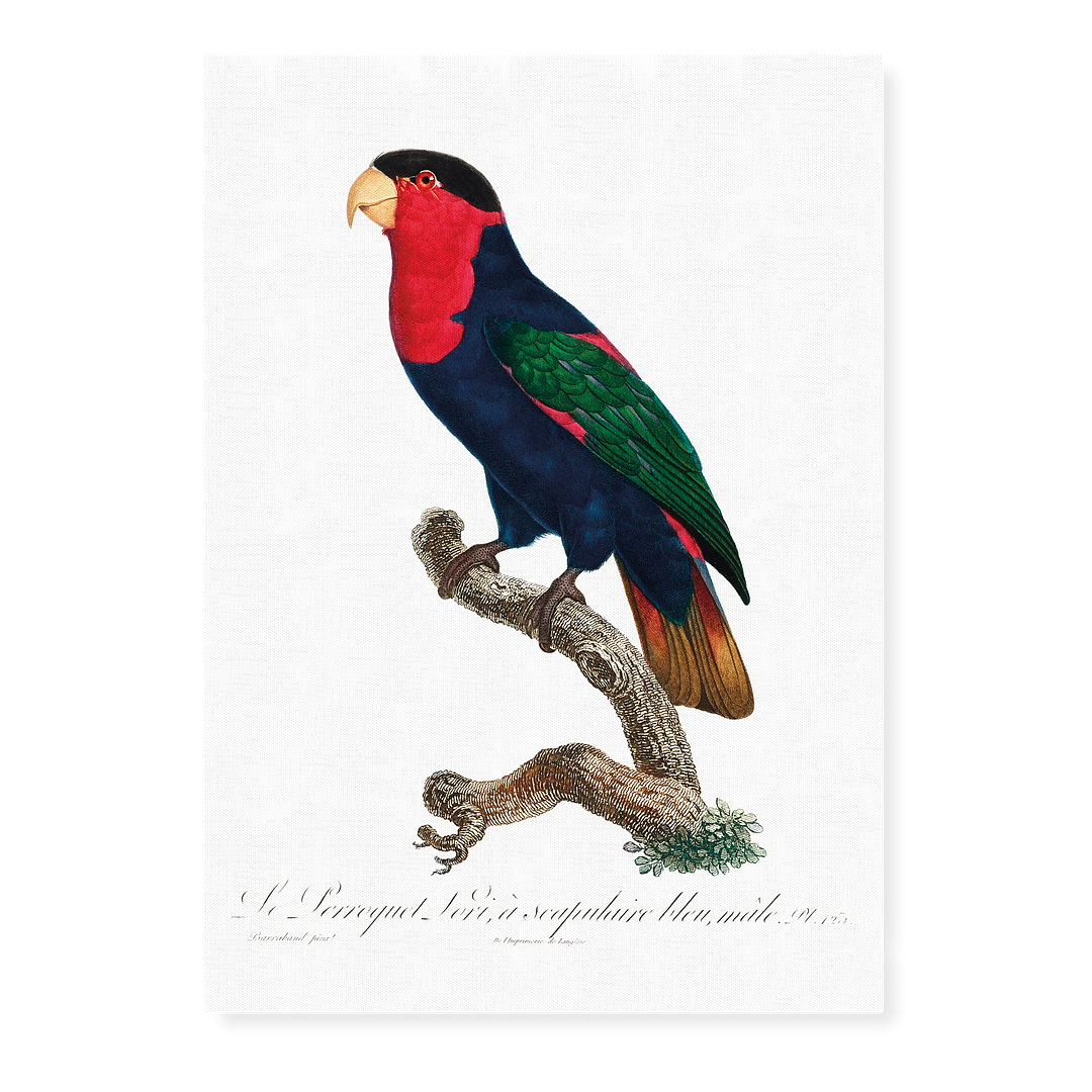 The Black-Capped Lory, Lorius lory II - Art Print