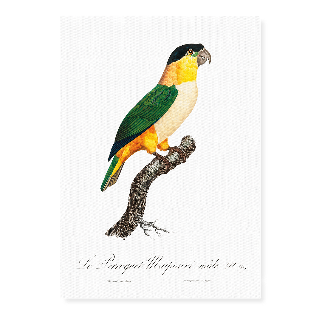 The Black-Headed Parrot - Art Print