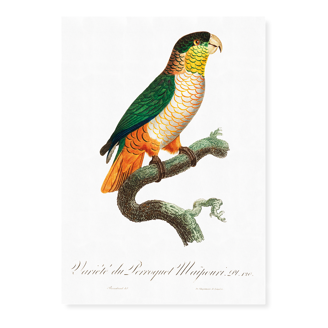 The Black-Headed Parrot, Pionites melanocephalus - Art Print